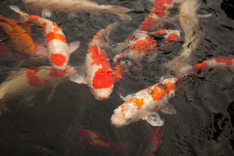 Picture of KOI I