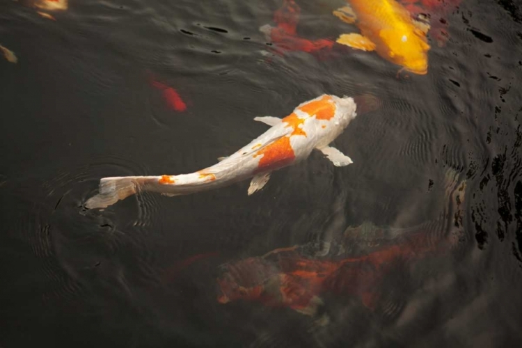 Picture of KOI III