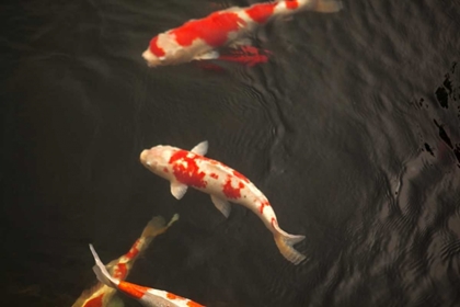 Picture of KOI IV