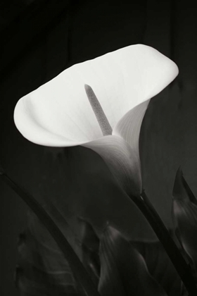 Picture of CALLA LILY PERFECTION I