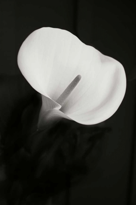 Picture of CALLA LILY PERFECTION II