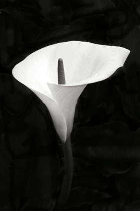 Picture of CALLA LILY PERFECTION III
