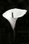 Picture of CALLA LILY PERFECTION III
