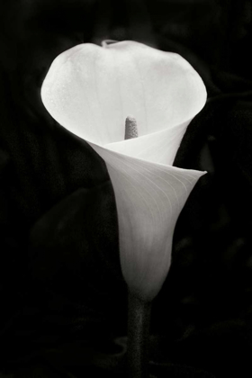 Picture of CALLA LILY PERFECTION IV