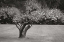 Picture of ORCHARD SERENITY II