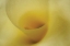 Picture of TENDER MOMENTS I