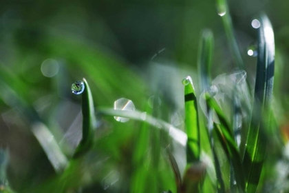 Picture of DEW DROPS I
