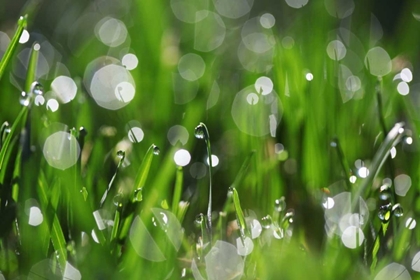 Picture of DEW DROPS II