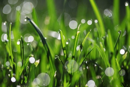 Picture of DEW DROPS III