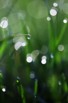 Picture of DEW DROPS V