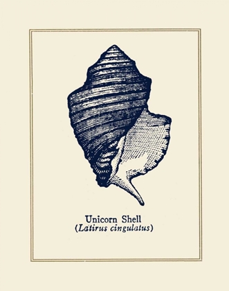 Picture of UNICORN SHELL