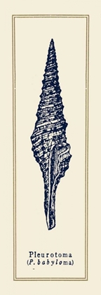Picture of PLEUROTOMA SHELL I