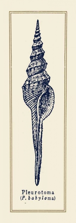 Picture of PLEUROTOMA SHELL II