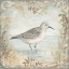 Picture of SHORE BIRDS I