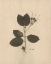 Picture of PRESSED BOTANICAL II