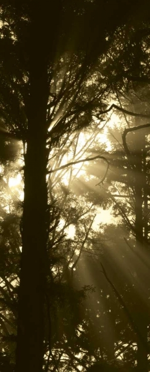 Picture of SEPIA SHADOWS I