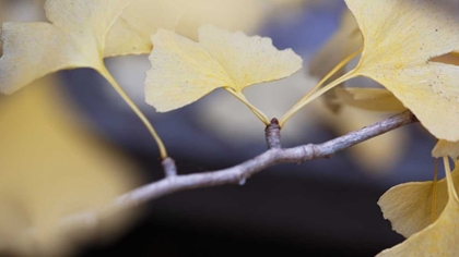 Picture of AUTUMN GINGKO I