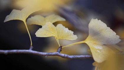 Picture of AUTUMN GINGKO III