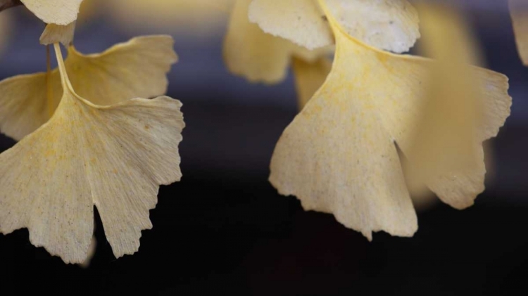 Picture of AUTUMN GINGKO IV