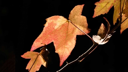 Picture of AMBER LEAVES I