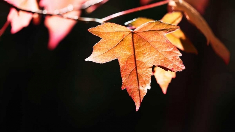 Picture of AMBER LEAVES II