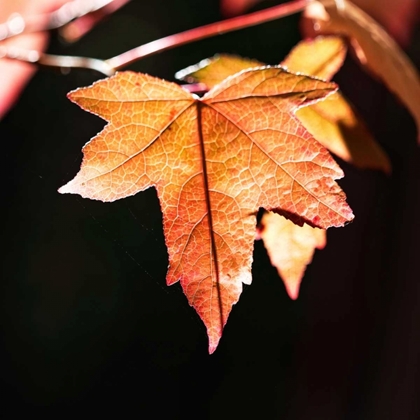 Picture of AMBER LEAVES III