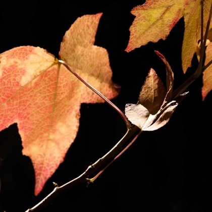 Picture of AMBER LEAVES IV