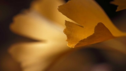 Picture of GINGKO LEAVES I