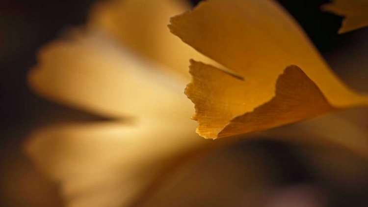 Picture of GINGKO LEAVES I