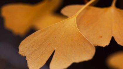 Picture of GINGKO LEAVES II