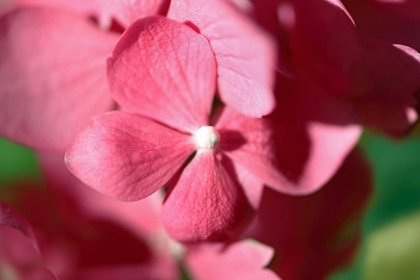 Picture of PINK HYDRANGEAS I