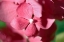 Picture of PINK HYDRANGEAS I