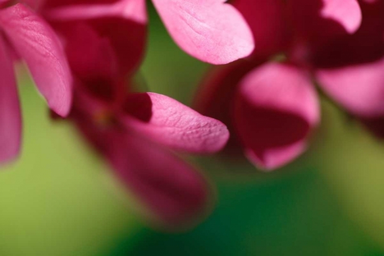 Picture of PINK HYDRANGEAS II