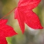 Picture of FESTIVE MAPLE III