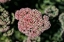Picture of KALANCHOE BLOSSOM I