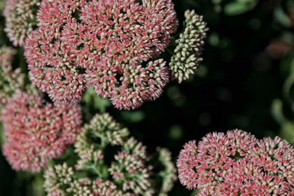 Picture of KALANCHOE BLOSSOM II