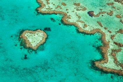 Picture of GREAT BARRIER REEF II