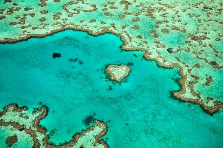 Picture of GREAT BARRIER REEF IV