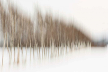 Picture of BIRCH BLUR I