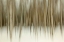 Picture of BIRCH BLUR II