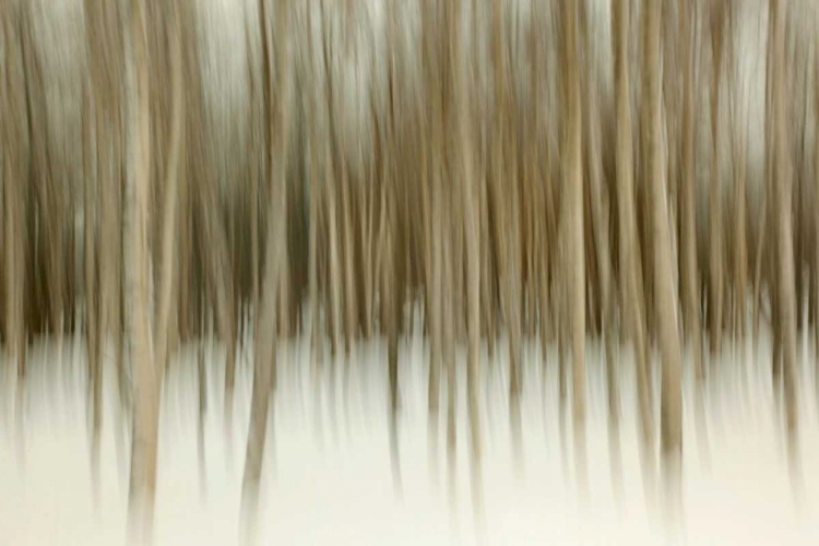 Picture of BIRCH BLUR II