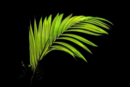 Picture of FERN ON BLACK