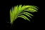 Picture of FERN ON BLACK