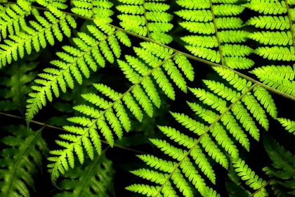 Picture of FERN PATTERNS