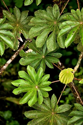 Picture of CLOUD FOREST FOLIAGE I