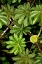 Picture of CLOUD FOREST FOLIAGE I