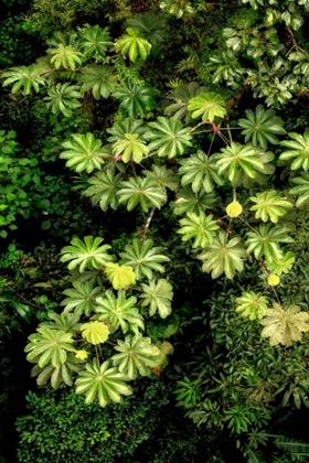 Picture of CLOUD FOREST FOLIAGE II