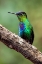 Picture of HUMMINGBIRD I