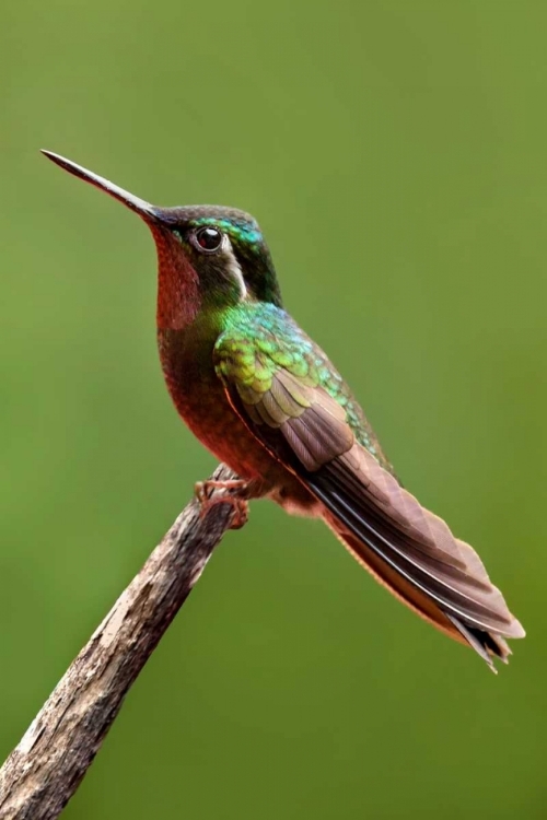 Picture of HUMMINGBIRD II