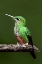 Picture of HUMMINGBIRD III